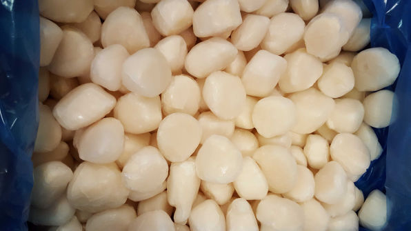 Roeless Scallops