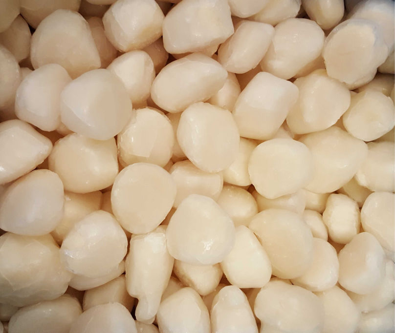 Roeless Scallops