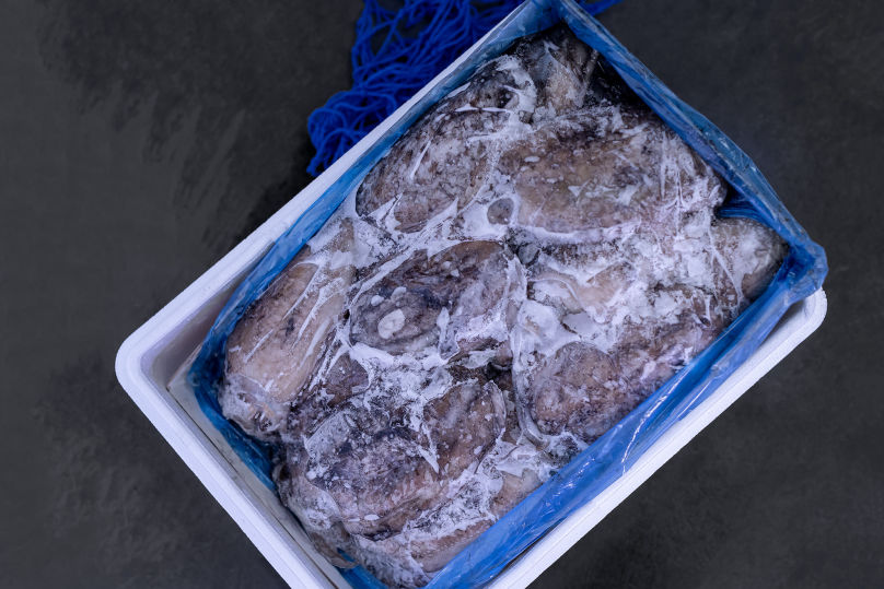 Cuttlefish