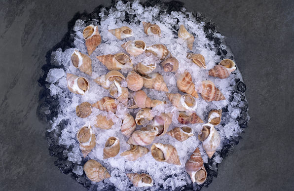 Peninsula Seafoods Whelks