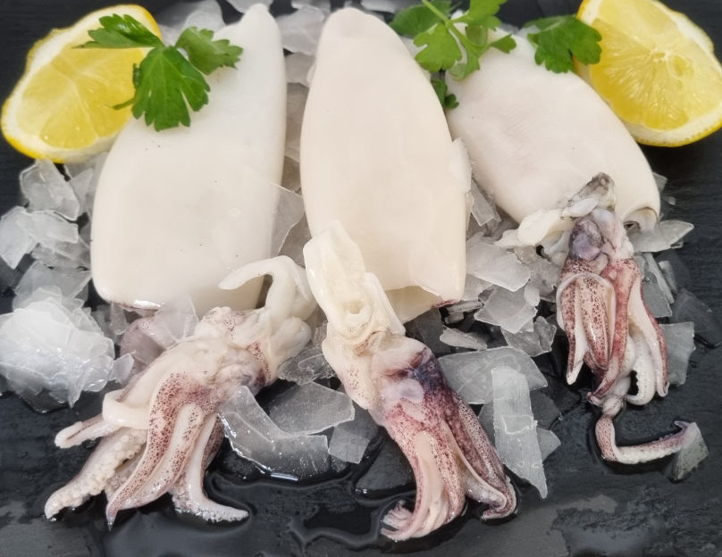 Squid