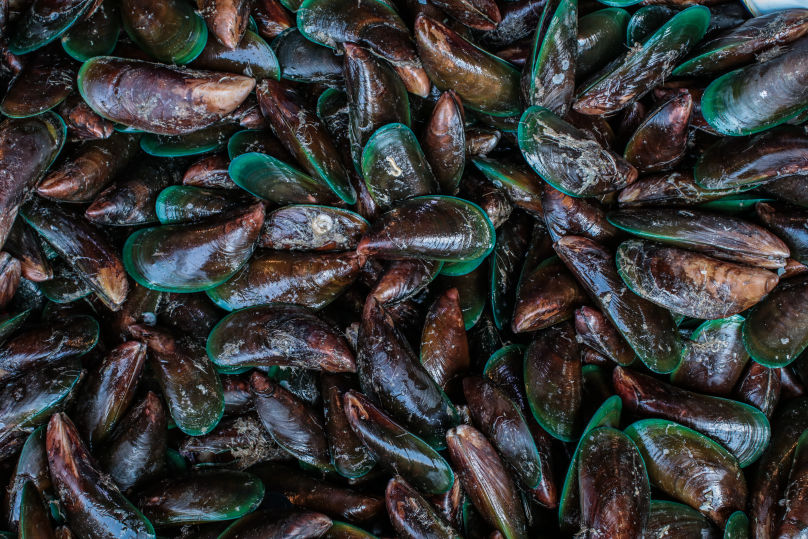 Mussels