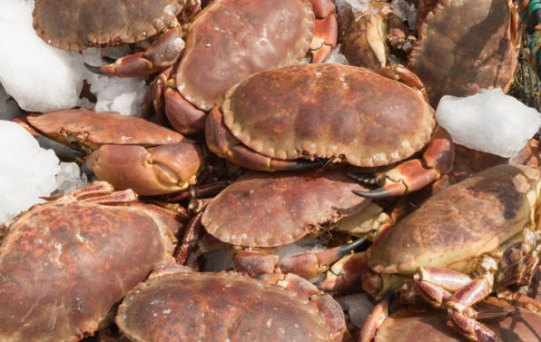 Peninsula Seafoods Crab