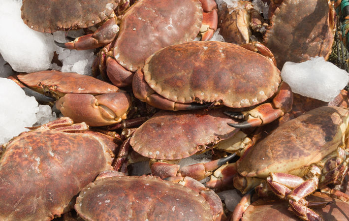 Crab