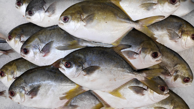 Golden Pomfret
