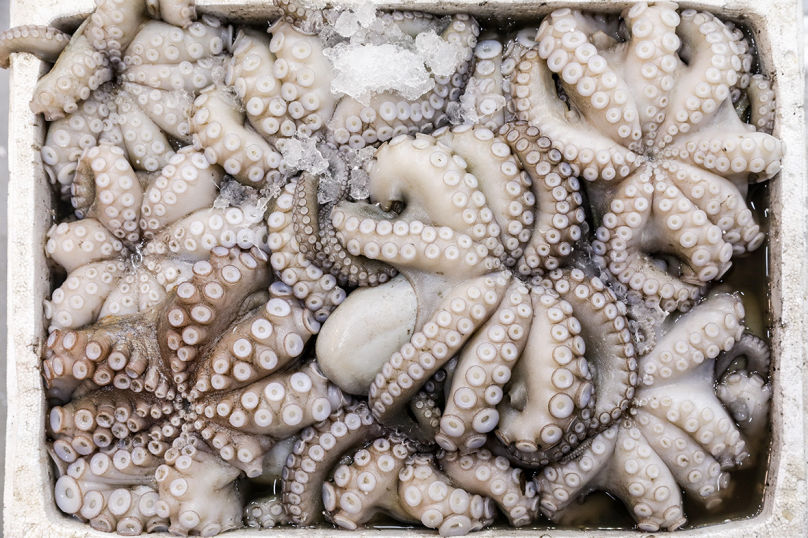 Octopus