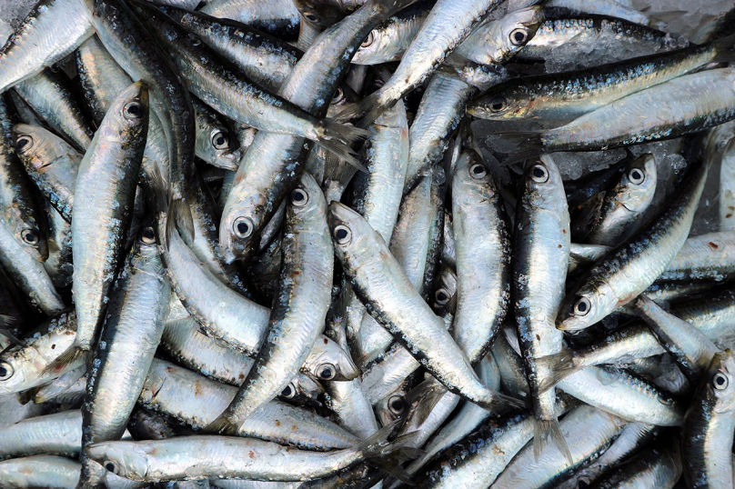 Sardines