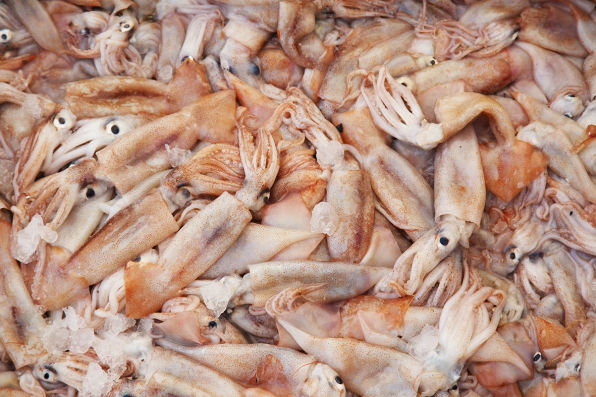 Peninsula Seafoods Squid