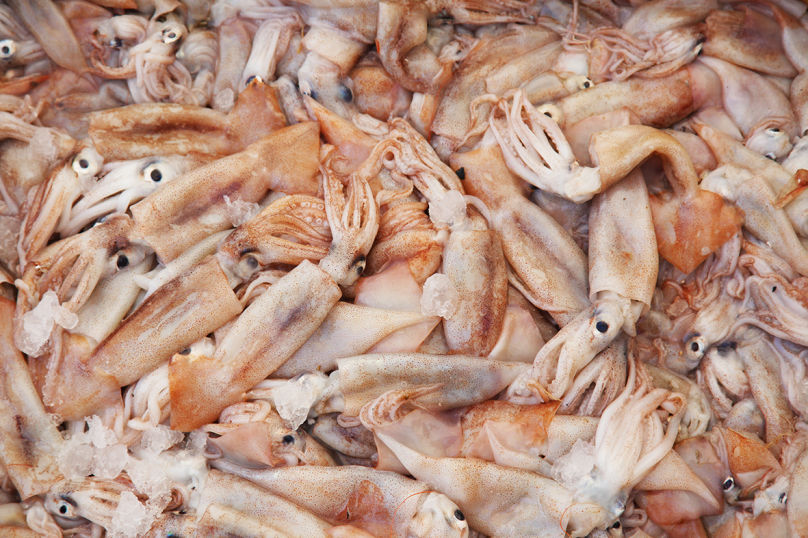 Squid